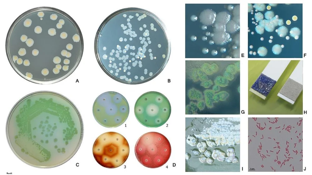 Tiempo de vida de las bacterias en el aire: todo lo que necesitas saber