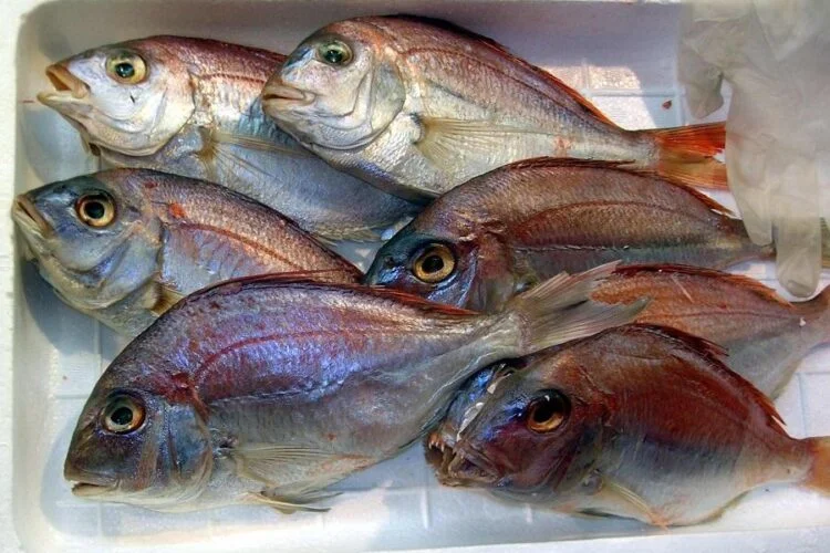 Cómo conservar salmón en el congelador y maximizar su frescura