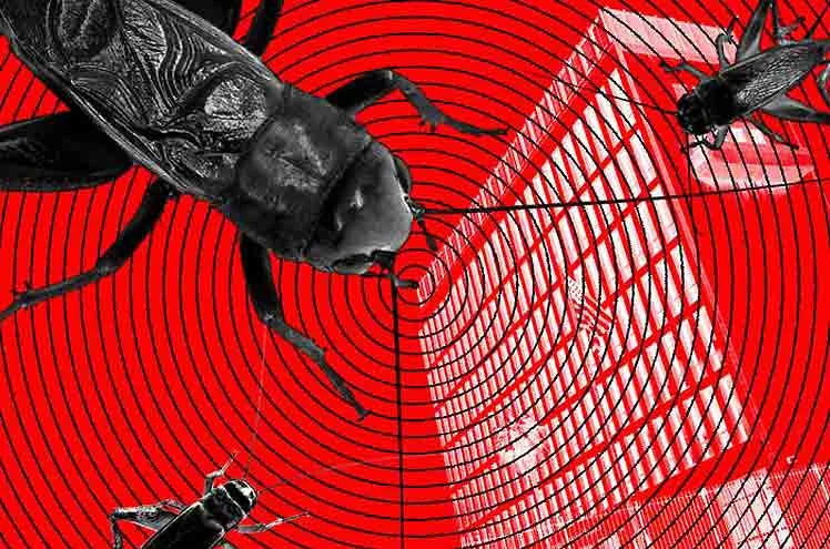 Consecuencias divulgadas de poner un animal en el microondas