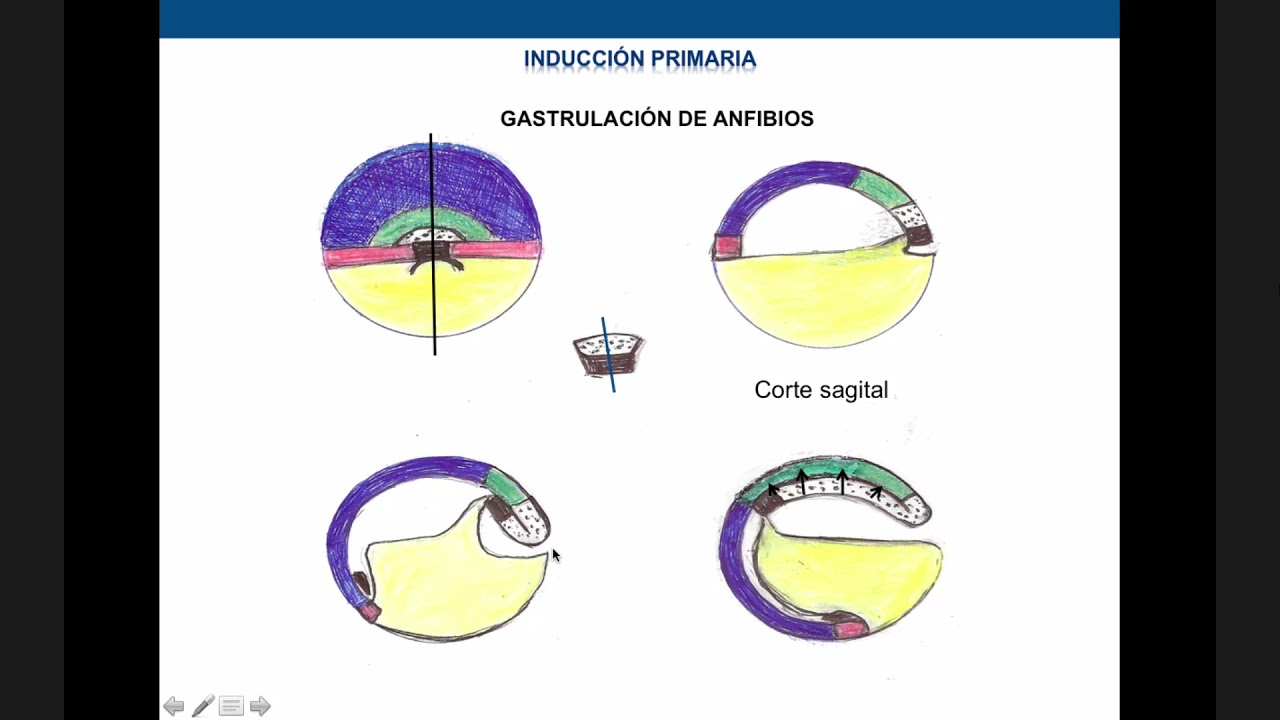 Inducción primaria: todo lo que necesitas saber